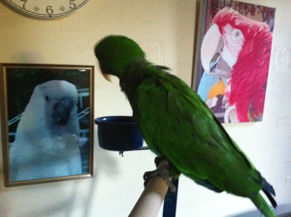 How Can I Get My Parrot To Eat More Fruits And Vegetables? - Care For ...