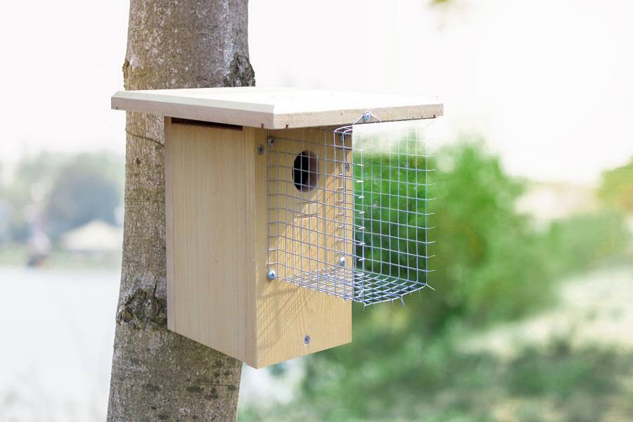 5 Ways to Protect Birds from Common Pests - Green Backyard 5 Ways to Protect Birds from Common Pests - Green Backyard