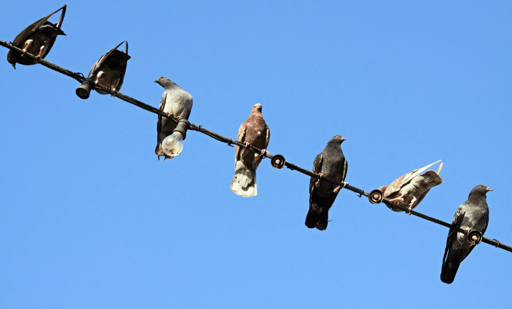 Protecting Birds Around the World: How Philadelphia Zoo Supports Bird ... Protecting Birds Around the World: How Philadelphia Zoo Supports Bird ...