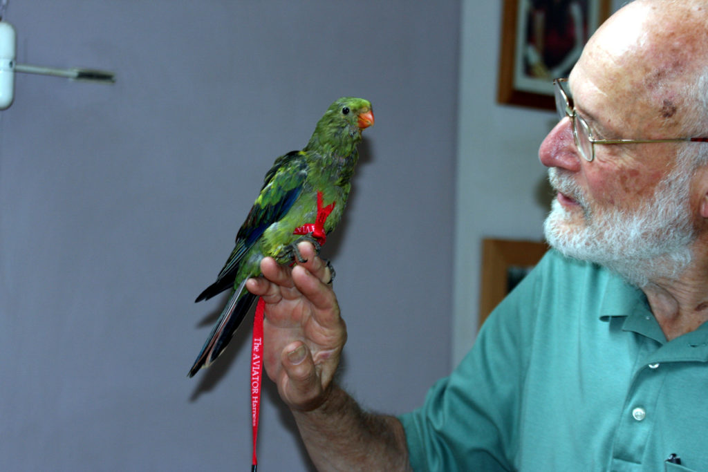 Best Bird Harnesses with Leash | Singing Wings Aviary