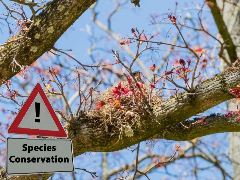 How to Prevent Birds From Perching? - 2 Effective Methods How to Prevent Birds From Perching? - 2 Effective Methods