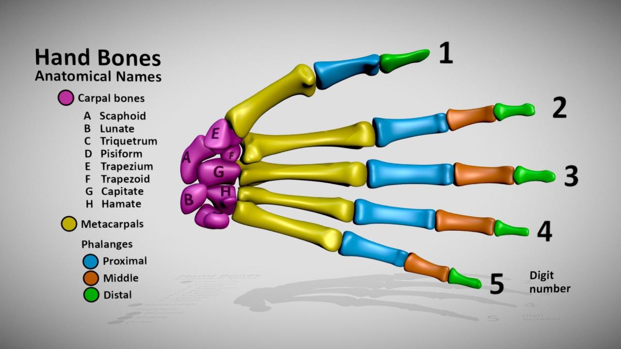 Hand Bones - skeletal anatomy names - 3D model by DinoReplicas [97a8f17 ... Hand Bones - skeletal anatomy names - 3D model by DinoReplicas [97a8f17 ...