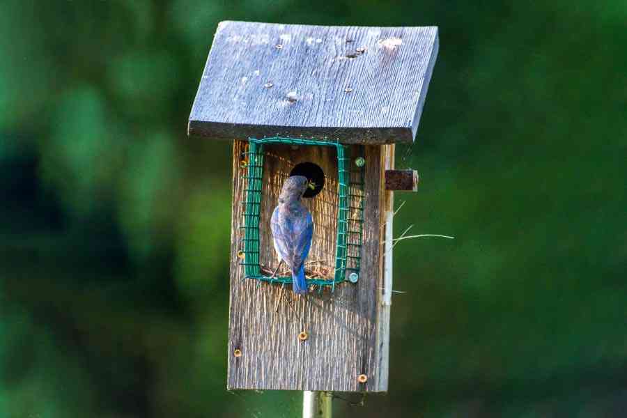 How to Protect Baby Birds from Predators? - Green Backyard How to Protect Baby Birds from Predators? - Green Backyard