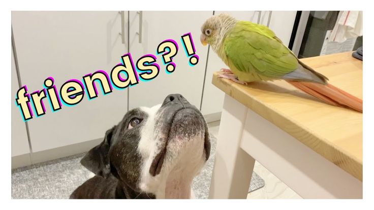 HOW TO INTRODUCE DOGS AND BIRDS TO EACH OTHER HOW TO INTRODUCE DOGS AND BIRDS TO EACH OTHER