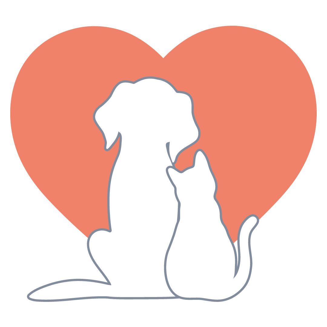 How to adopt a pet bird