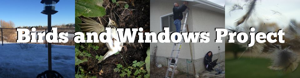 You can help | Birds and Windows