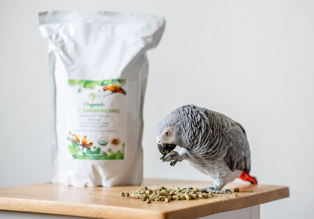 Is he eating or just powdering up the pellets? : r/parrots Is he eating or just powdering up the pellets? : r/parrots