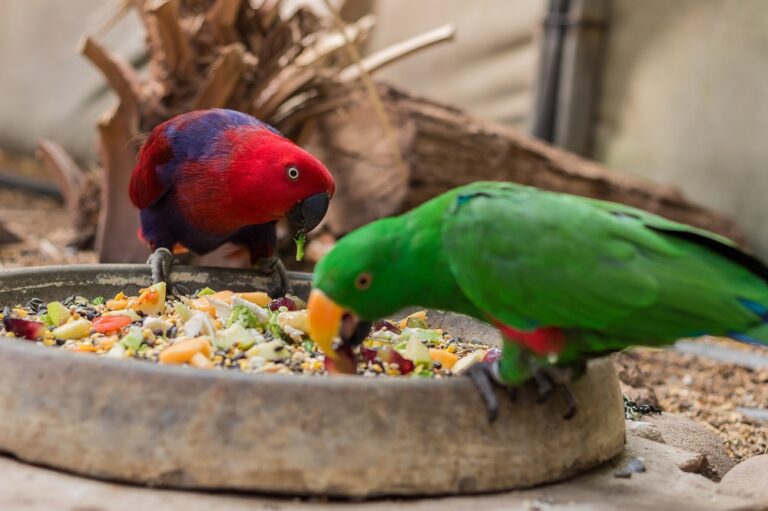 Can parrots eat...? 26 vegetables safe for parrots - Psittacology Can parrots eat...? 26 vegetables safe for parrots - Psittacology