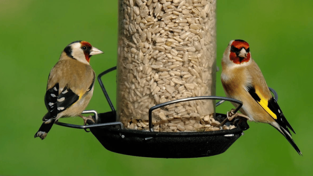 Canaries Bird's Species Profiles - birds Rabeya pet Canaries Bird's Species Profiles - birds Rabeya pet