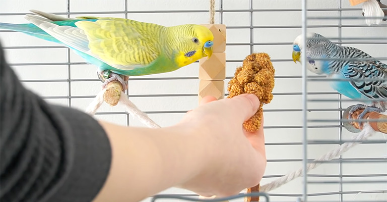 How to Bond With a Parakeet? - The Worlds Rarest Birds