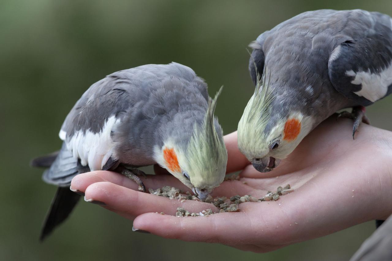 The Ultimate Guide To Cockatiel Diet: Which Vegetables Are Safe And ... The Ultimate Guide To Cockatiel Diet: Which Vegetables Are Safe And ...