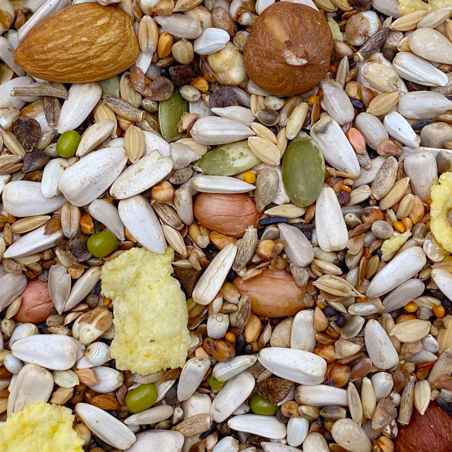 Nuts for Parrot Education and Adoption Center — Gifts that Give Back ... Nuts for Parrot Education and Adoption Center — Gifts that Give Back ...