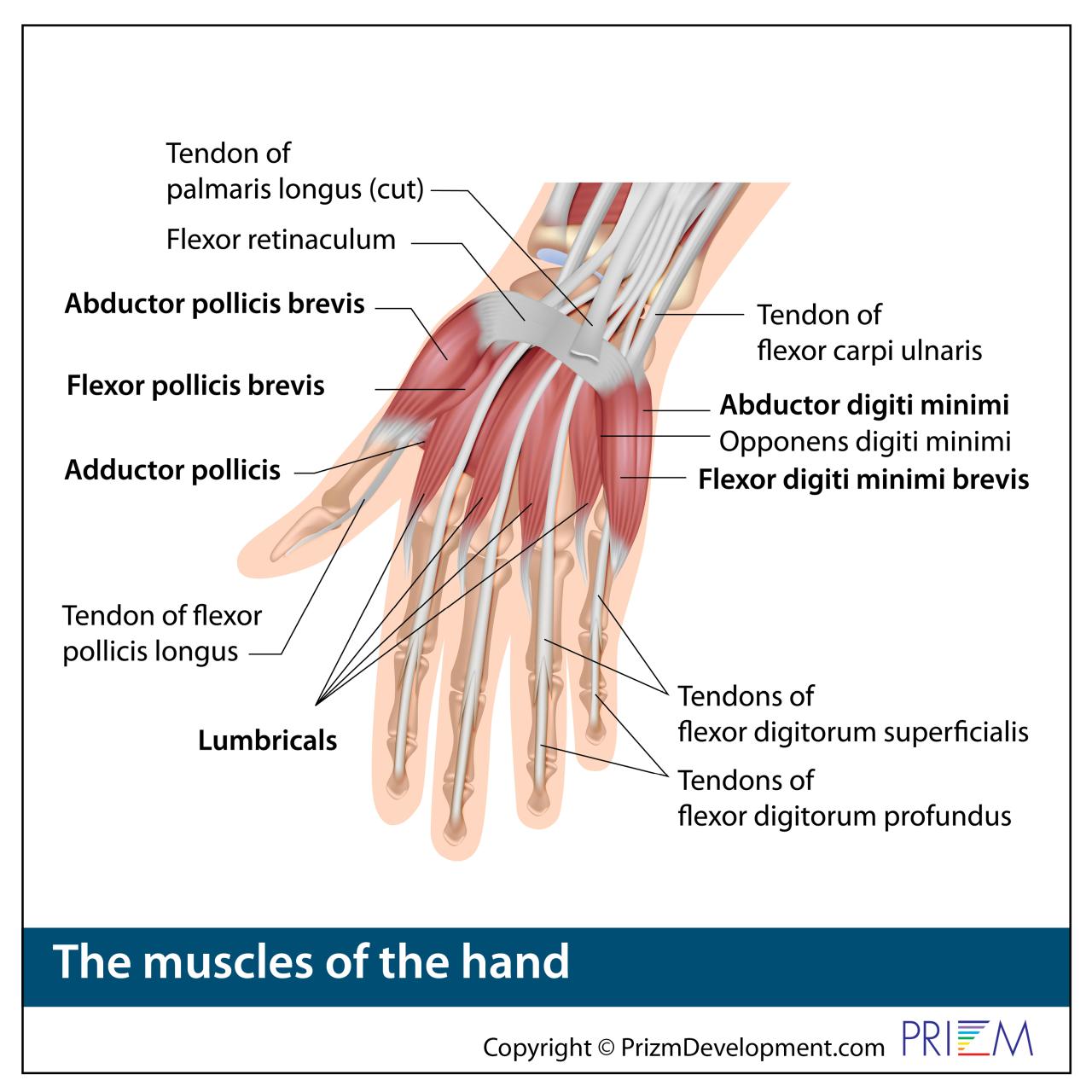 Hand Anatomy | University Orthopedics Hand Anatomy | University Orthopedics