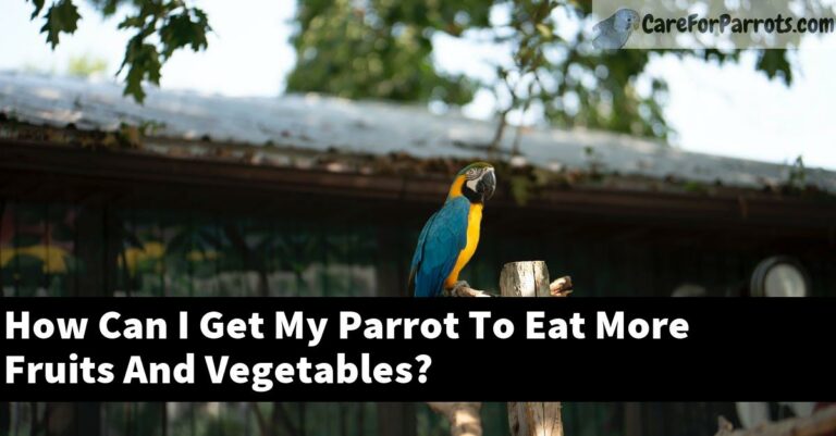 Can Parrots Eat Cereal? Discover The Surprising Truth! - Vet Advises Can Parrots Eat Cereal? Discover The Surprising Truth! - Vet Advises