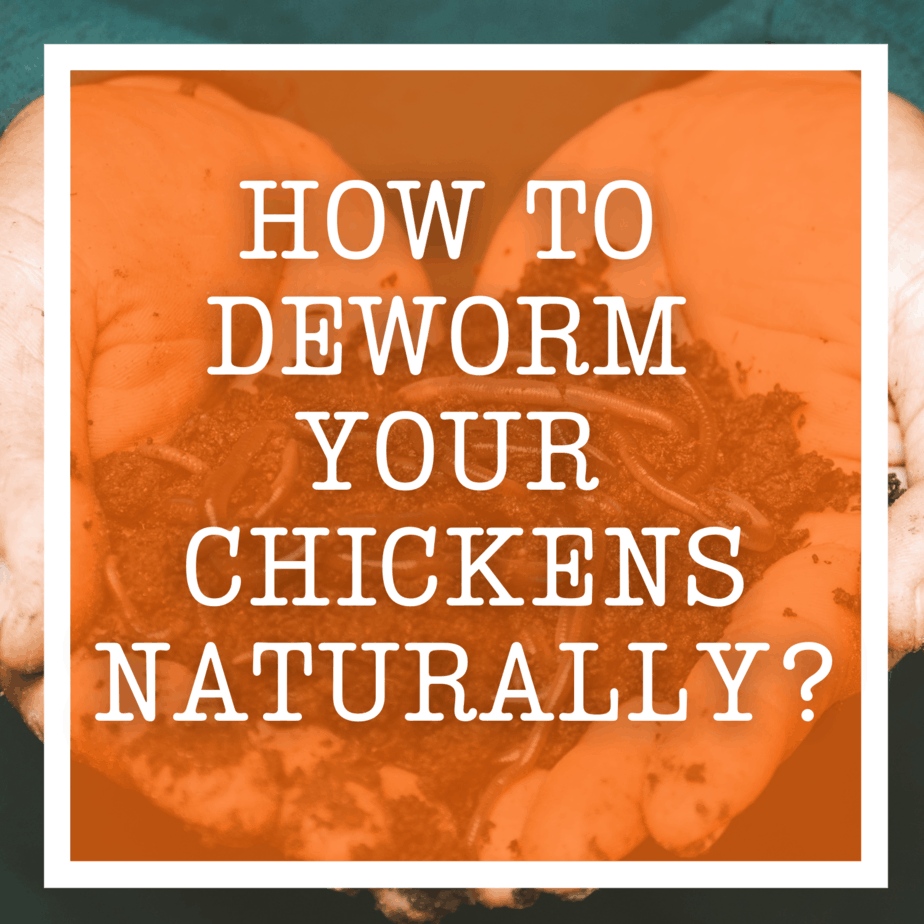 How To Deworm Your Chickens Naturally How To Deworm Your Chickens Naturally