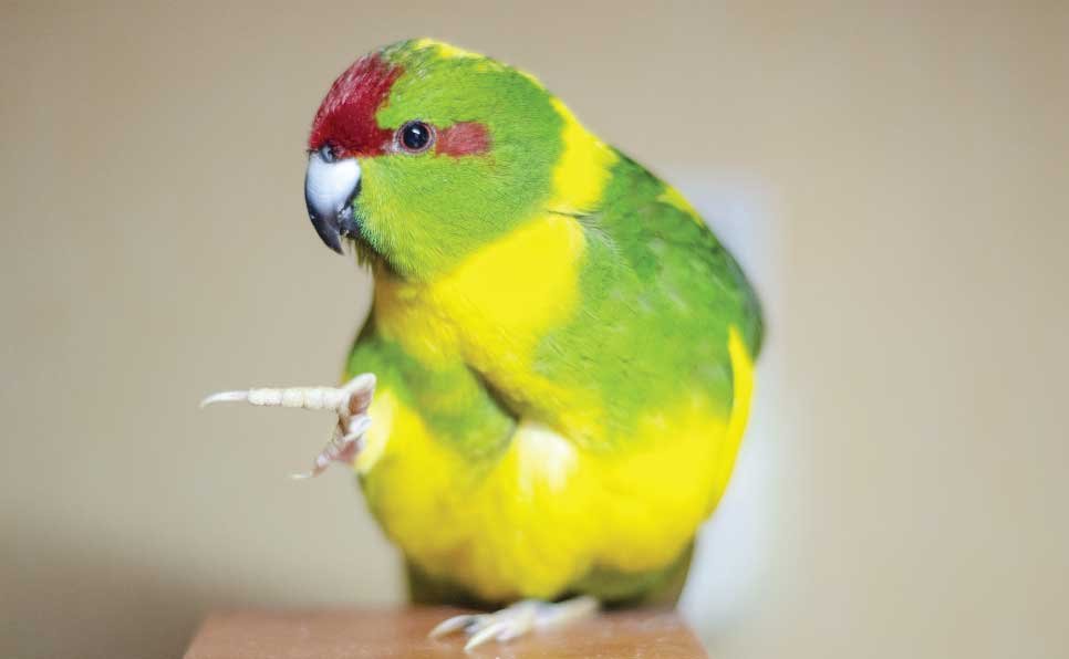 Prevent Bird Strikes - The Audubon Shop Birder Supplies, Birdwatching ... Prevent Bird Strikes - The Audubon Shop Birder Supplies, Birdwatching ...