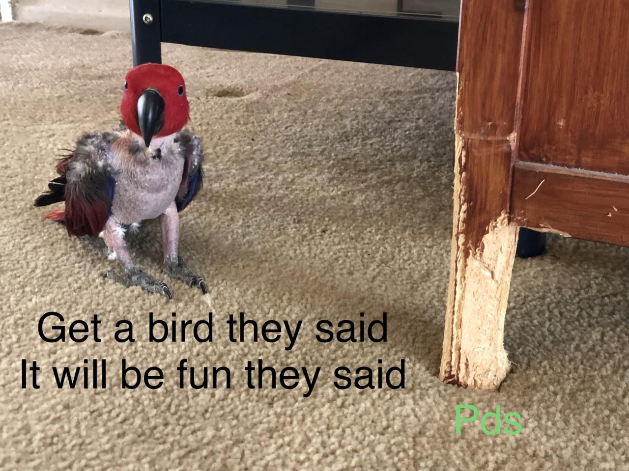 Feather plucking — Prego Dalliance Sanctuary