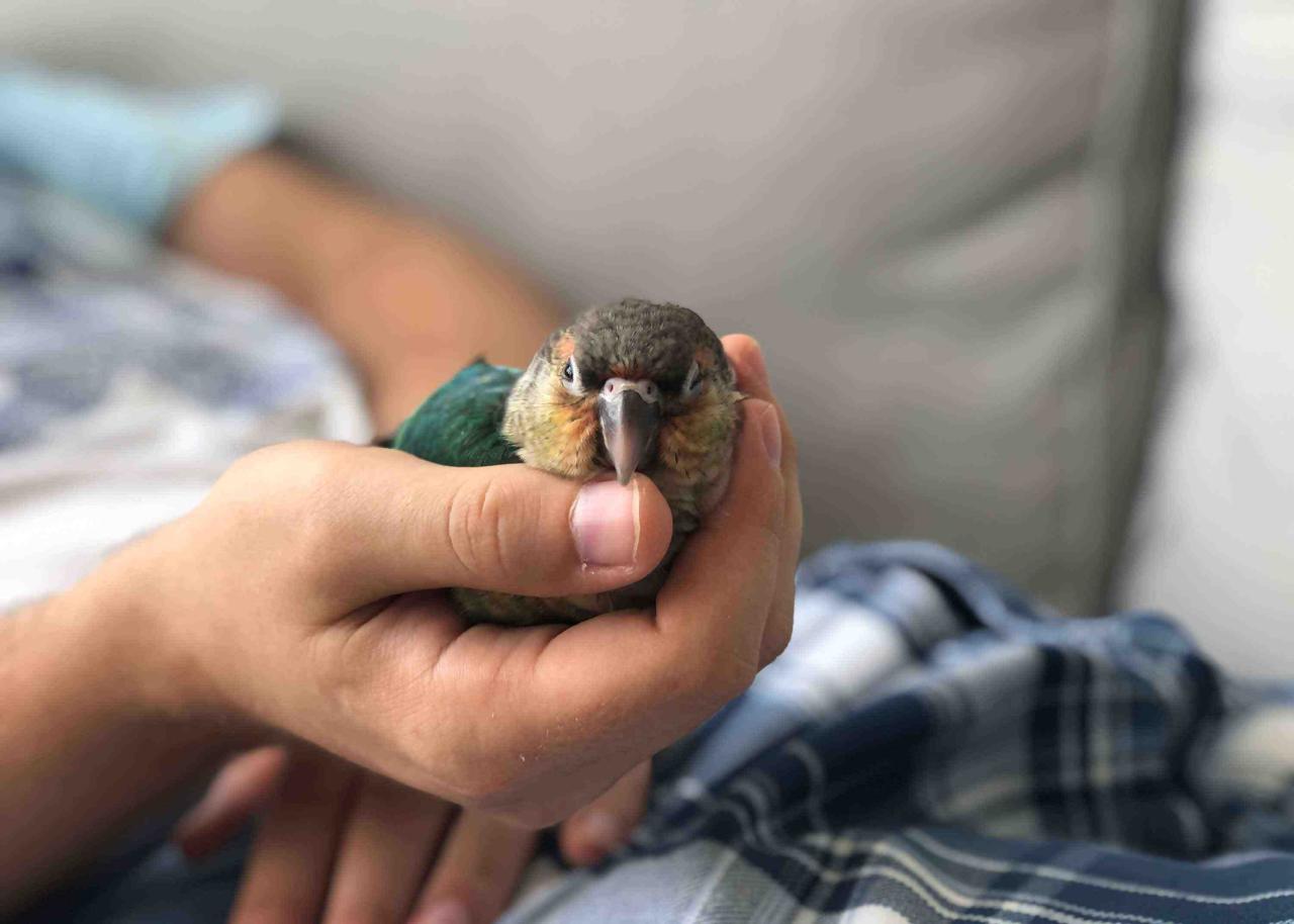 Pet Lovebirds: 12 Steps to Deepen Your Bond with Your Feathered Friend