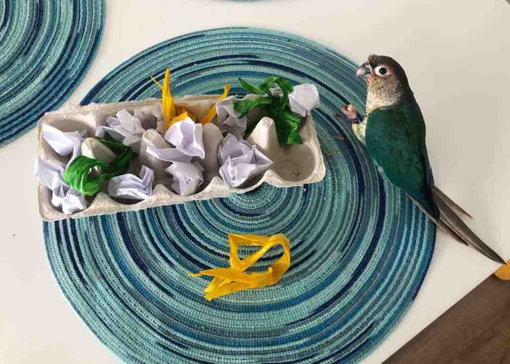 How To Bond With Your Bird | Poodles and Parrots