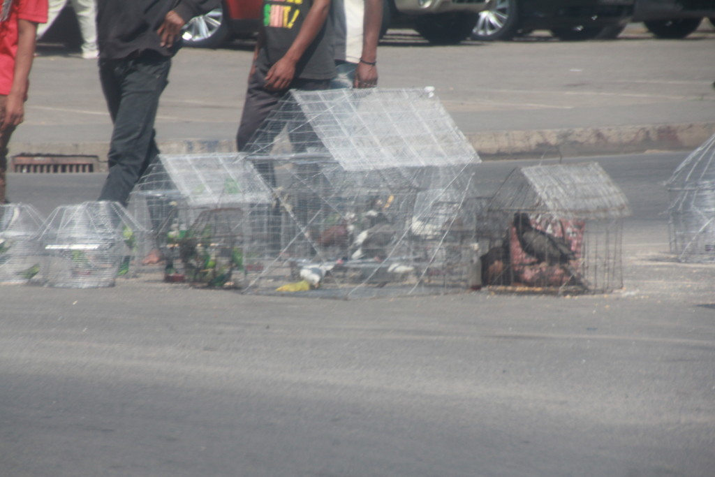 Why We Need To Protect These Birds | Miles To The Wild Why We Need To Protect These Birds | Miles To The Wild