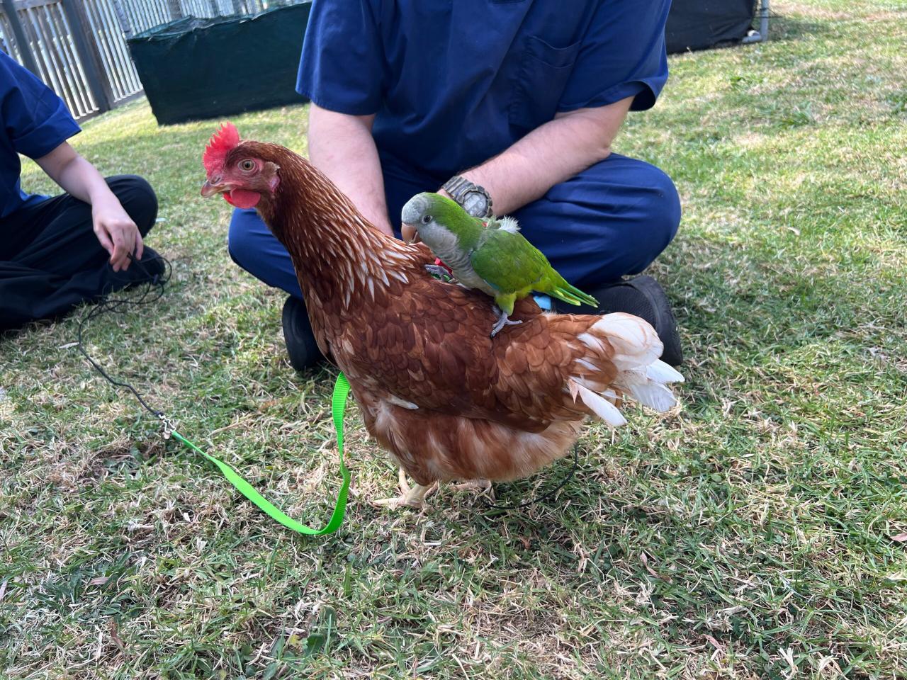 Harness Training Birds - Works For Birds