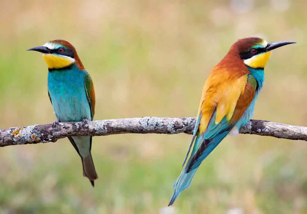 Do Birds Understand Each Other? Can They Communicate? Do Birds Understand Each Other? Can They Communicate?