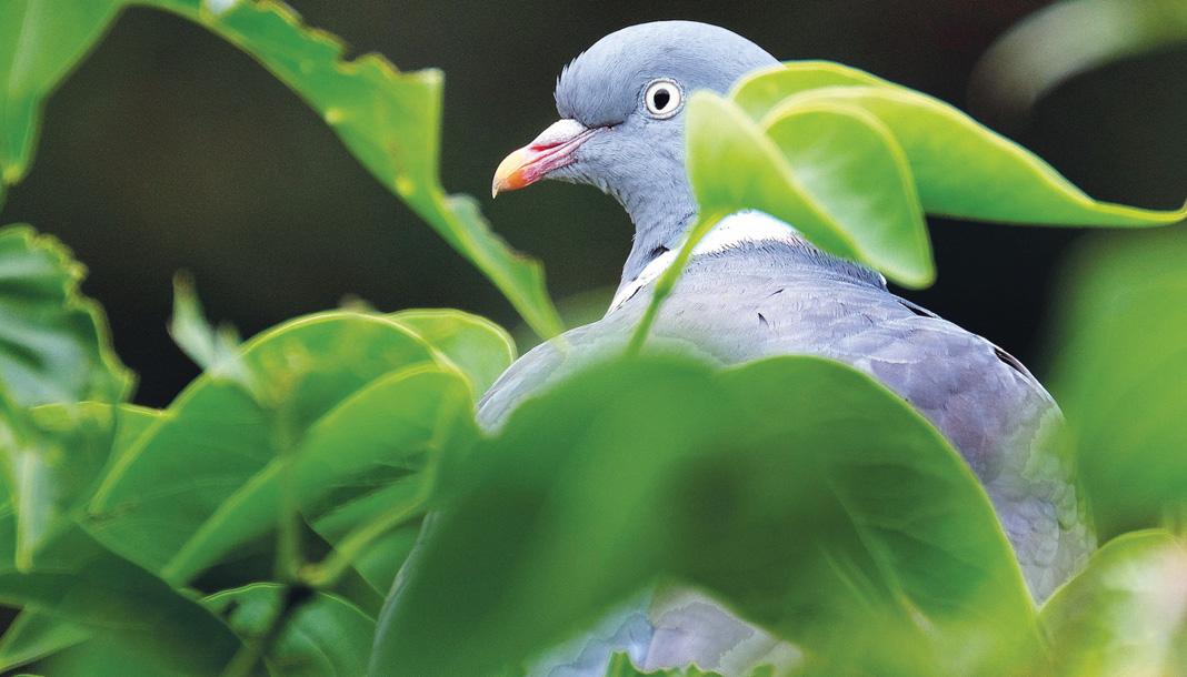 Ultimate list of 1,400+ bird-safe and toxic plants – Free Range Parrots Ultimate list of 1,400+ bird-safe and toxic plants – Free Range Parrots