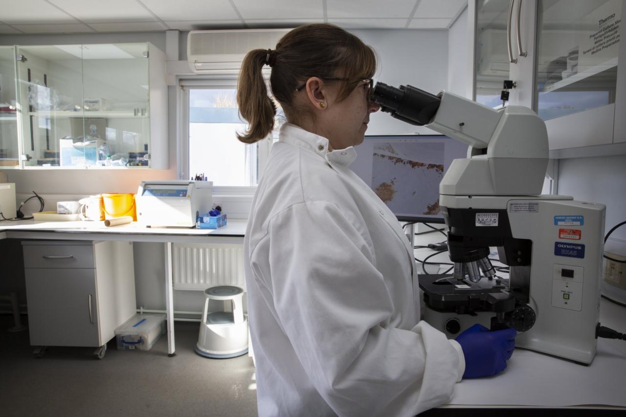 bird flu vaccine – Agricultural with Dr. Lindsay bird flu vaccine – Agricultural with Dr. Lindsay