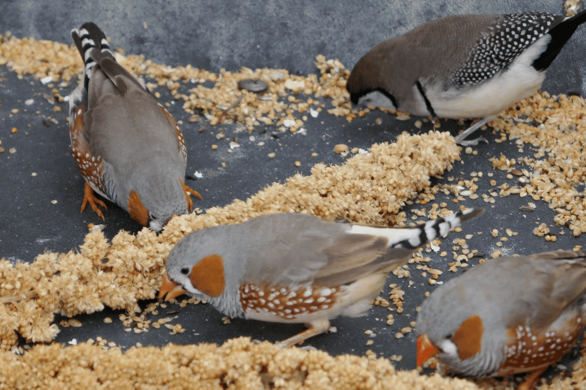 How to feed finches
