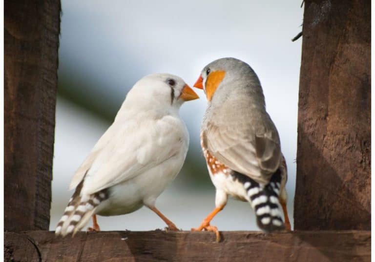 A Complete Guide On Feeding Any Finch - What Do Finches Eat