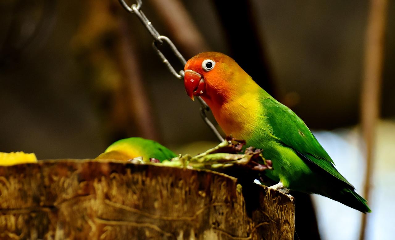 What Do Lovebirds Eat? - The Best Food For Lovebirds