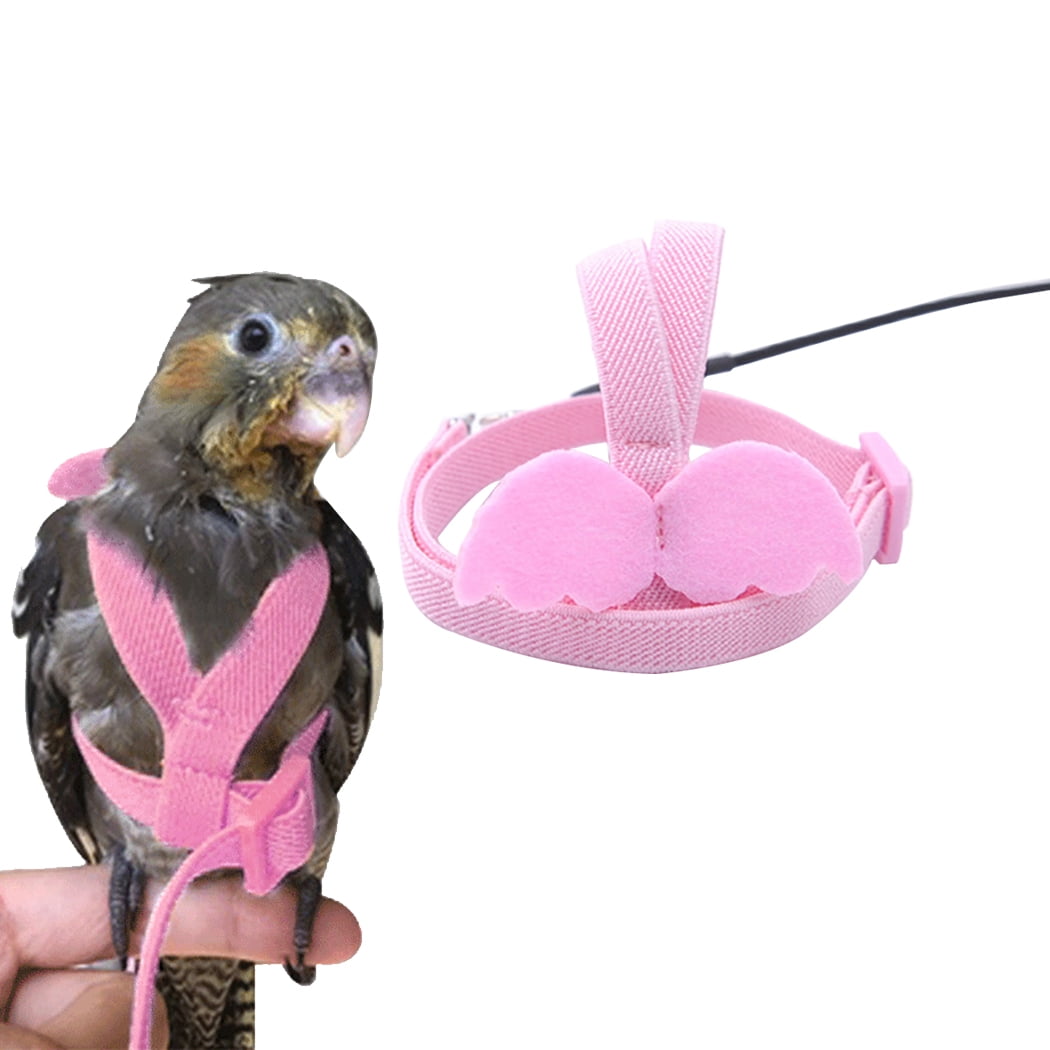 Best Bird Harnesses with Leash | Singing Wings Aviary