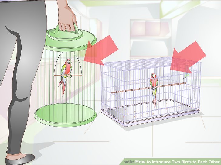 5 Ways to Introduce Two Birds to Each Other - wikiHow 5 Ways to Introduce Two Birds to Each Other - wikiHow