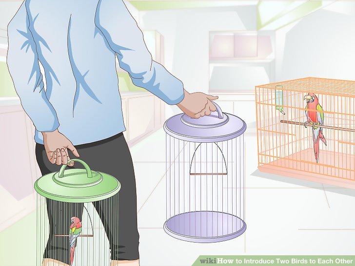 5 Ways to Introduce Two Birds to Each Other - wikiHow 5 Ways to Introduce Two Birds to Each Other - wikiHow