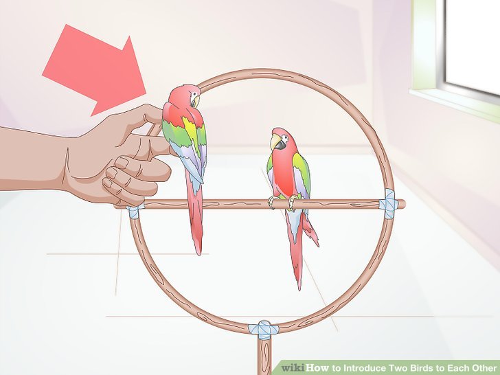 5 Ways to Introduce Two Birds to Each Other - wikiHow 5 Ways to Introduce Two Birds to Each Other - wikiHow