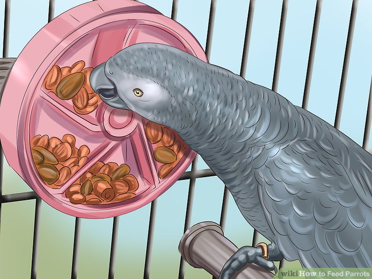How to Feed Parrots: 12 Steps (with Pictures) - wikiHow How to Feed Parrots: 12 Steps (with Pictures) - wikiHow