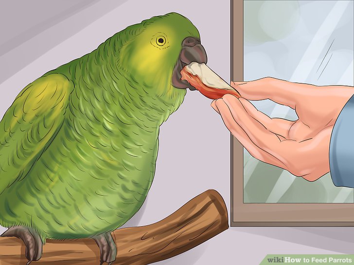 How to Feed Parrots: 12 Steps (with Pictures) - wikiHow How to Feed Parrots: 12 Steps (with Pictures) - wikiHow