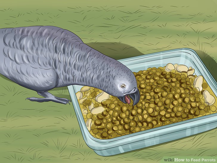 How to Feed Parrots: 12 Steps (with Pictures) - wikiHow How to Feed Parrots: 12 Steps (with Pictures) - wikiHow