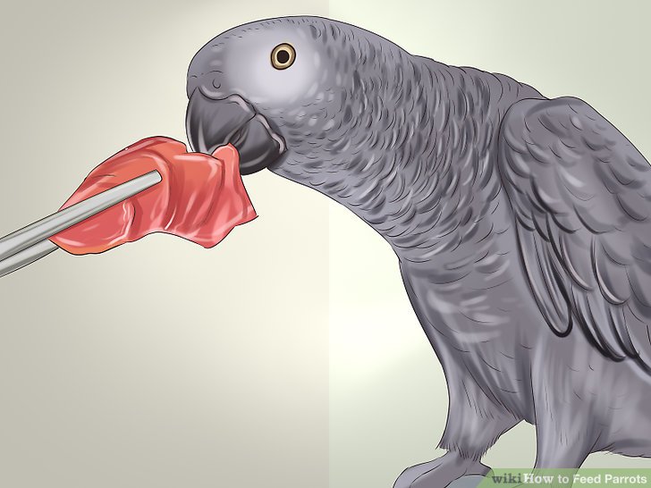 How to Feed Parrots: 12 Steps (with Pictures) - wikiHow How to Feed Parrots: 12 Steps (with Pictures) - wikiHow