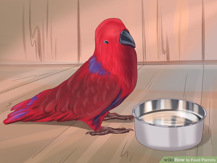 How to Feed Parrots: 12 Steps (with Pictures) - wikiHow