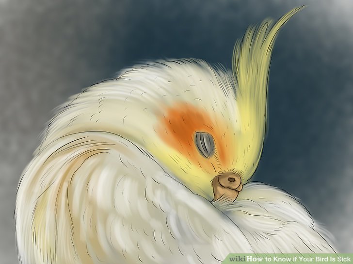 3 Ways to Know if Your Bird Is Sick - wikiHow