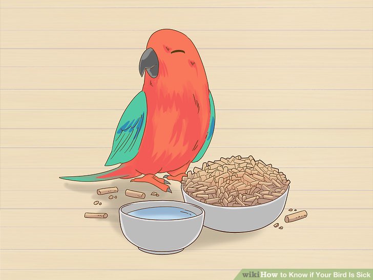3 Ways to Know if Your Bird Is Sick - wikiHow