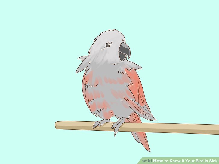 3 Ways to Know if Your Bird Is Sick - wikiHow