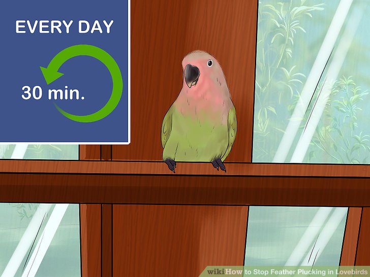 Feather plucking in Pet Parrots [bird health] — Prego Dalliance Sanctuary