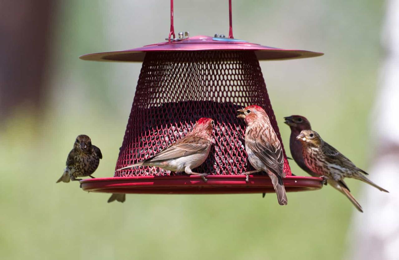 How often should pet finches eat? – Childhoodpets.com