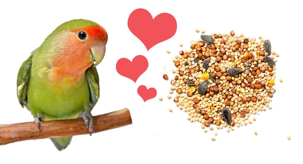 What Do Lovebirds Eat? - The Best Food For Lovebirds
