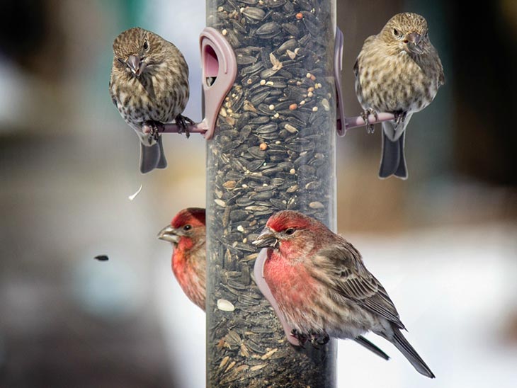 Understanding Backyard Bird Diseases: A Comprehensive Guide - Avian Report Understanding Backyard Bird Diseases: A Comprehensive Guide - Avian Report