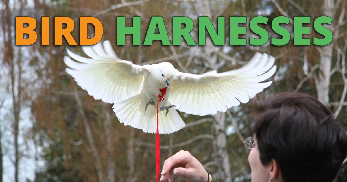 Harness for parrots - What are the different types of harnesses