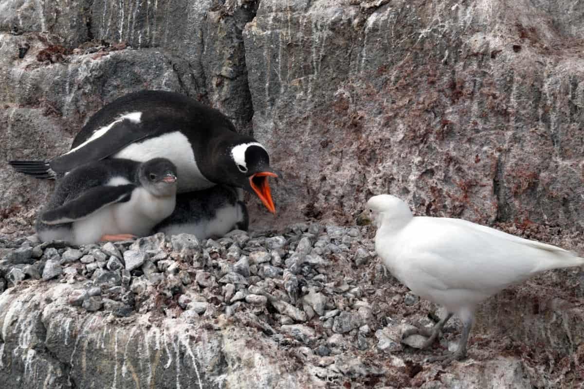 How Do Birds Protect Themselves? (7 SURPRISING Ways!) – Birding Outdoors How Do Birds Protect Themselves? (7 SURPRISING Ways!) – Birding Outdoors