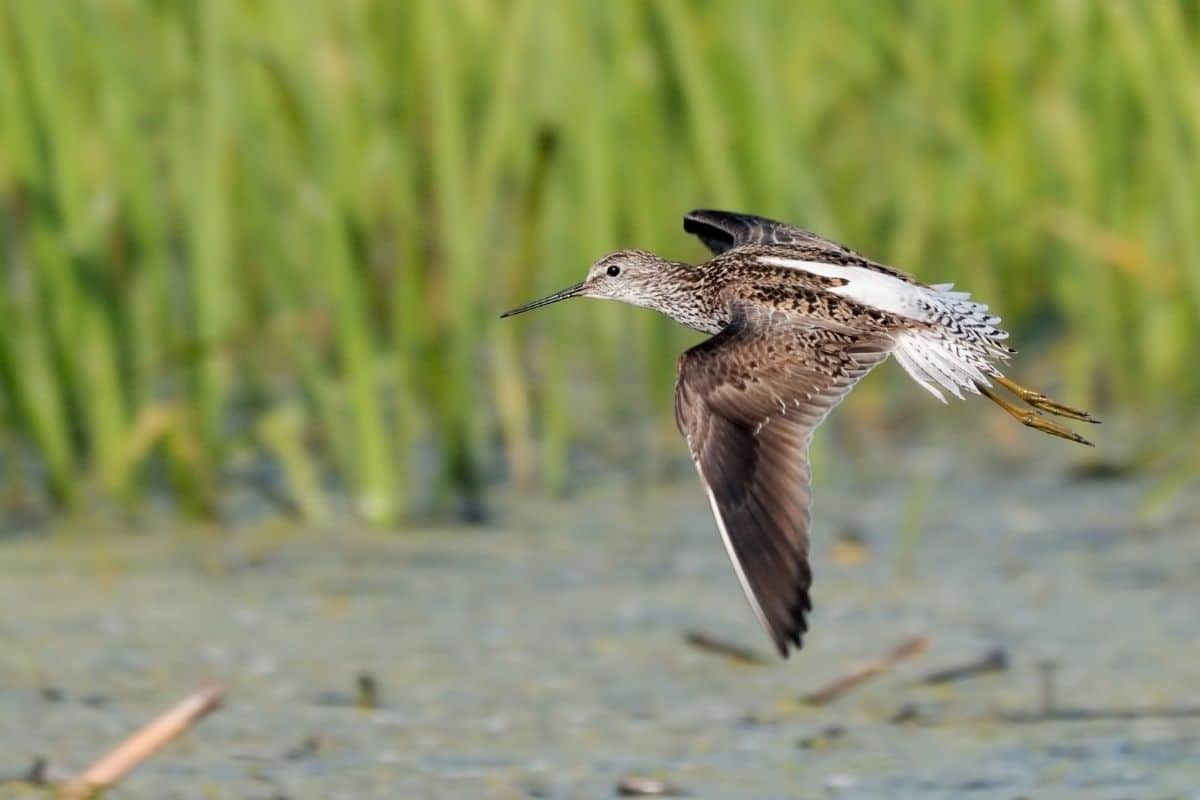 How Do Birds Protect Themselves? (7 SURPRISING Ways!) – Birding Outdoors How Do Birds Protect Themselves? (7 SURPRISING Ways!) – Birding Outdoors